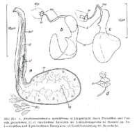 Image de Acanthomacrostomum