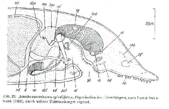 Image of Acanthomacrostomum