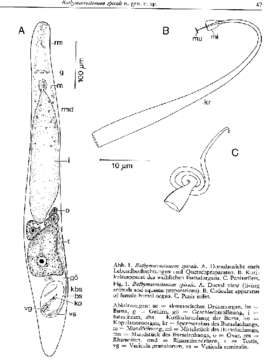 Image of Bathymacrostomum