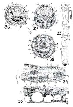 Image of Microstomum gabriellae Marcus 1950