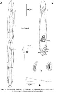 Image of Microstomum spiculifer Faubel 1974