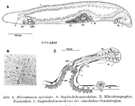 Image of Microstomum spiculifer Faubel 1974