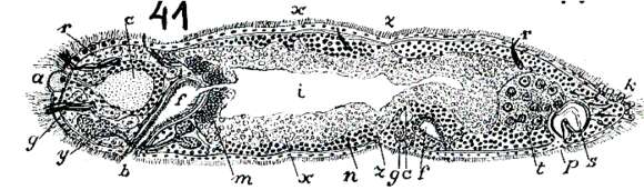 Image of Microstomum trichotum Marcus 1950