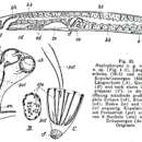 Image of Haplopharynx rostratus Meixner 1938