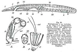 Image de Haplopharyngidae