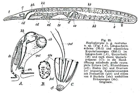 Image of Haplopharyngidae