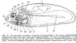 Image of Prorogonophora