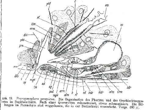 Image of Prorogonophora