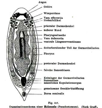 Image de Pseudostomum