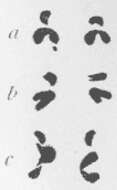 Image of Pseudostomum quadrioculatum (Leuckart 1847)