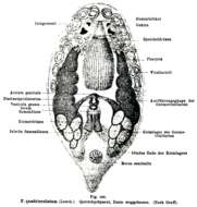 Image of Pseudostomum quadrioculatum (Leuckart 1847)