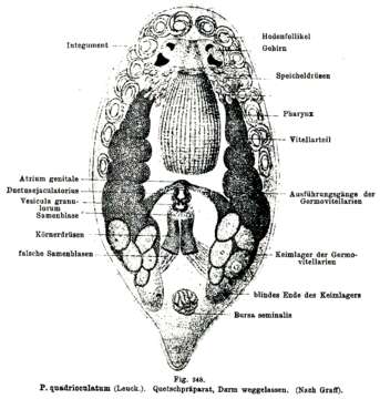 Imagem de Pseudostomum quadrioculatum (Leuckart 1847)