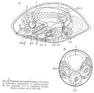 Image of Pseudostomum quadrioculatum (Leuckart 1847)