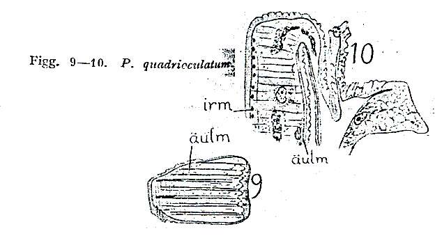 Image of Pseudostomum quadrioculatum (Leuckart 1847)