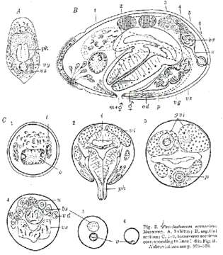 Image of Pseudostomum arenarium Meixner 1938