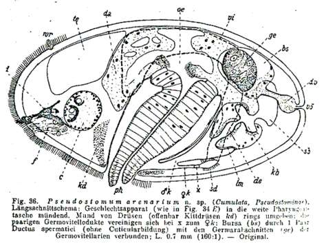 Image of Pseudostomum arenarium Meixner 1938