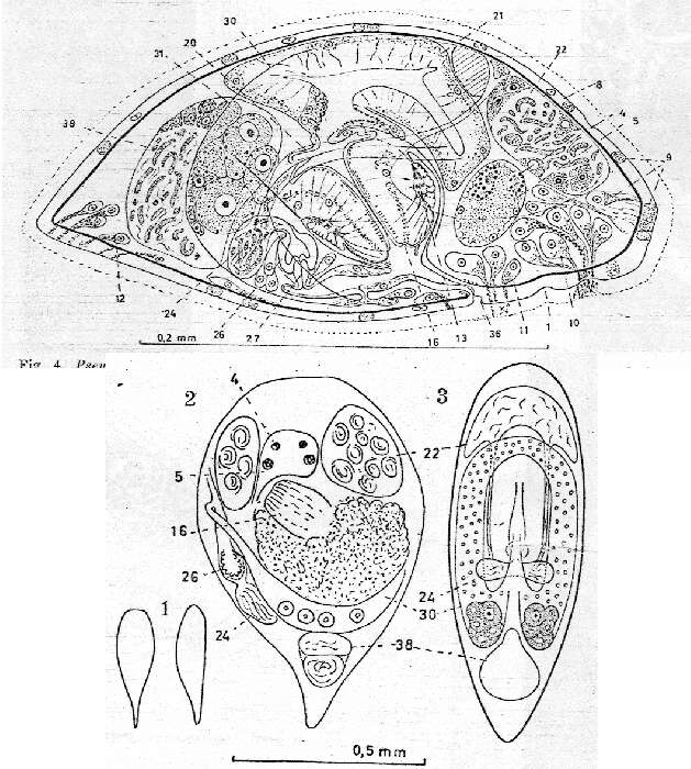 Image of Pseudostomum californicum Karling 1962