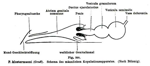 Image of Pseudostomum klostermanni (Graff 1874)