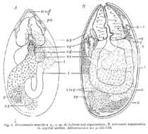 Image of Gonostomula