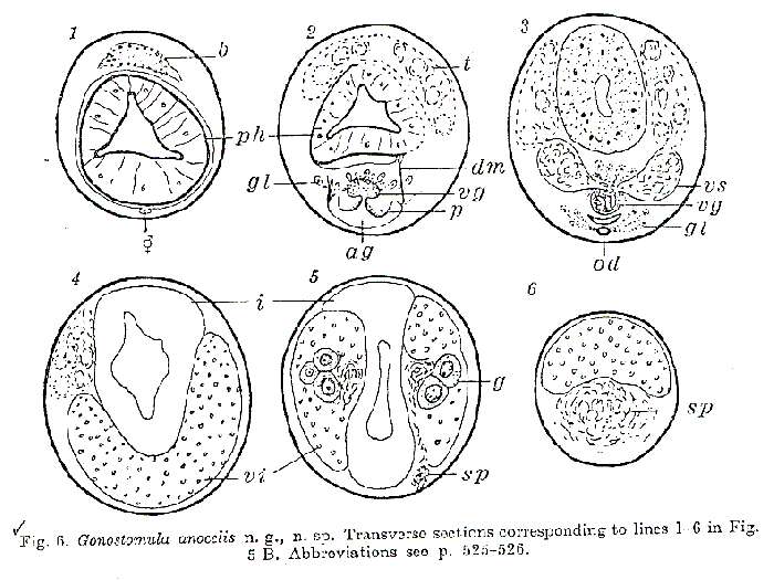 Image of Gonostomula