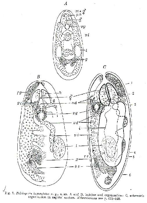 Image of Reisingeria