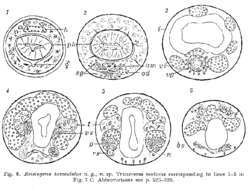 Image of Reisingeria