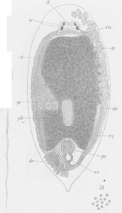 Image of Prolecithophora