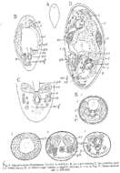 Image of Cylindrostoma fingalianum (Claparède 1861)