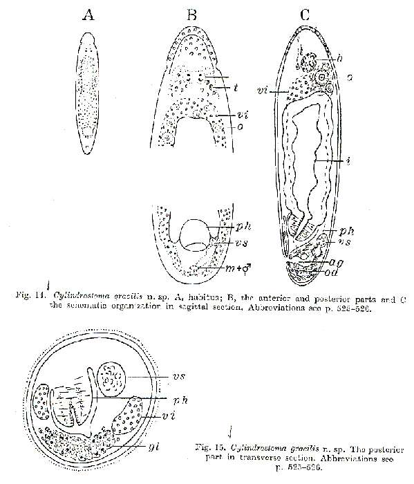 Image of Cylindrostoma gracilis Westblad 1955