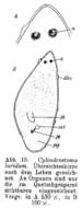 Image de Cylindrostoma luridum Riedl 1954