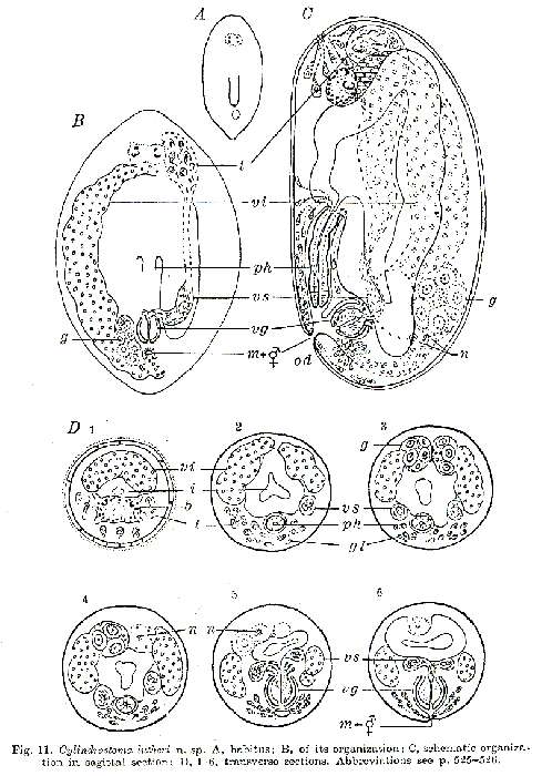 Image de Cylindrostoma lutheri Westblad 1955