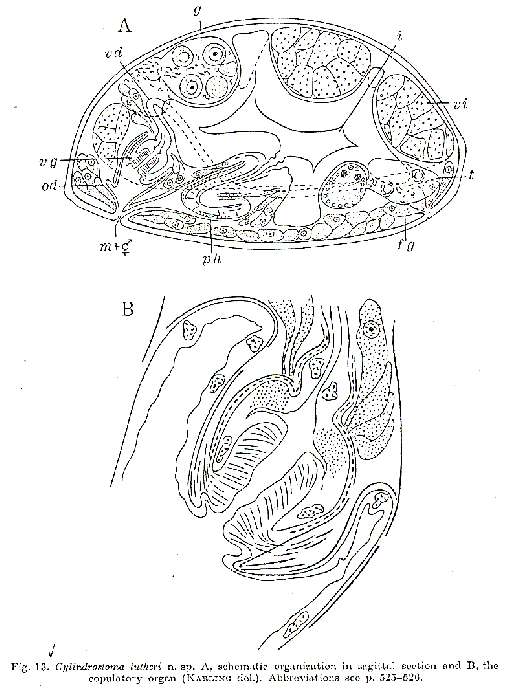 Image of Cylindrostoma lutheri Westblad 1955