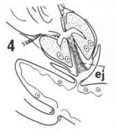 Image of Cylindrostoma