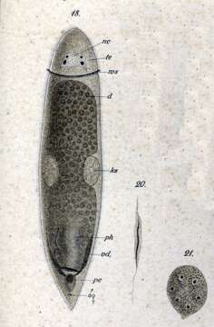 Image of Cylindrostoma monotrochum (Graff 1882)