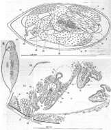 Image of Cylindrostoma monotrochum (Graff 1882)