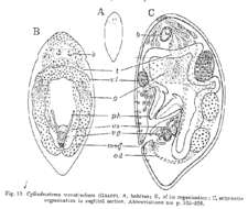 Image of Cylindrostoma monotrochum (Graff 1882)
