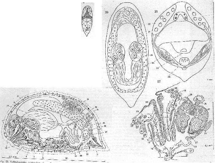 Image of Cylindrostoma triangulum Karling 1962
