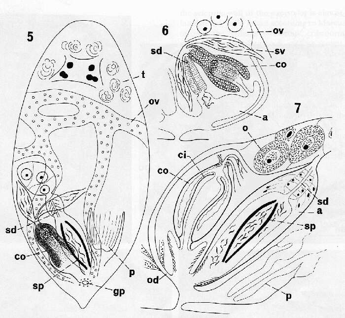Image of Monoophorum tubiferum (Westblad 1955)