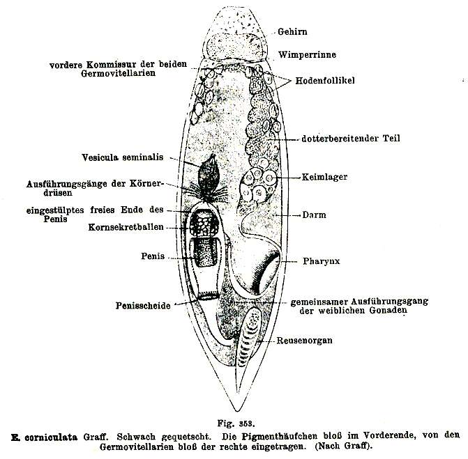 Image of Euxinia