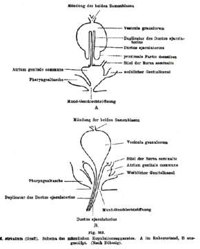 Image of Monoophorum