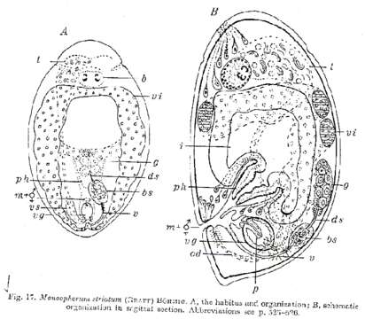 Image of Monoophorum