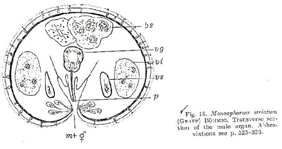 Image of Monoophorum