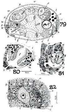 Image of Monoophorum tigacum Marcus 1950