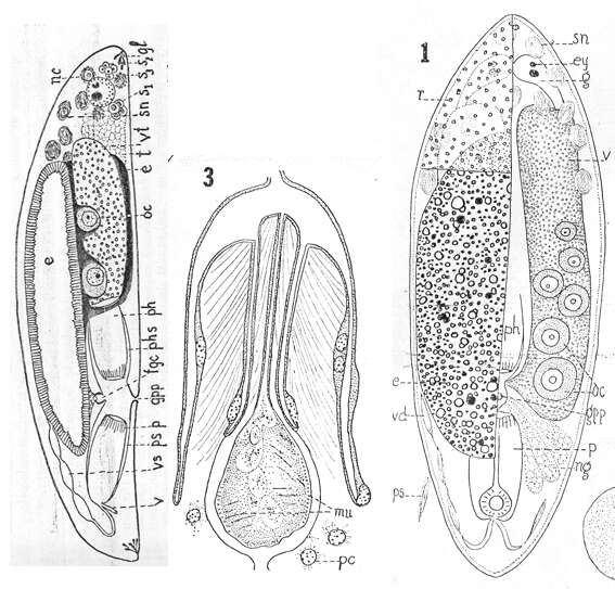 Image of Pregermarium