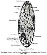 Image of Urastoma