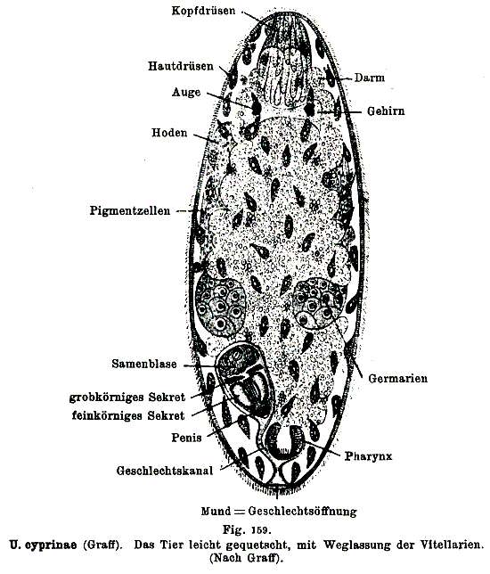 Image of Urastomidae