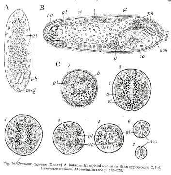 Imagem de Urastomidae