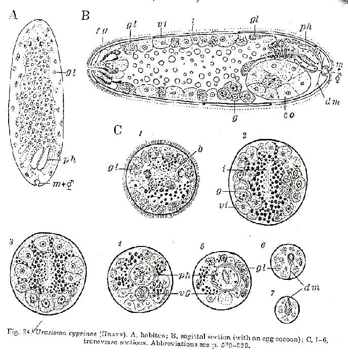 Image of Urastoma