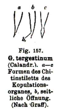 Image of Genostoma tergestina (Calandruccio 1887)