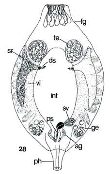 Image of Genostoma tergestina (Calandruccio 1887)